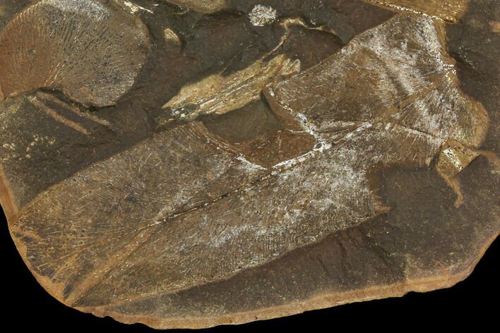 Macroneuropteris Fern Fossils - Mazon Creek #106054